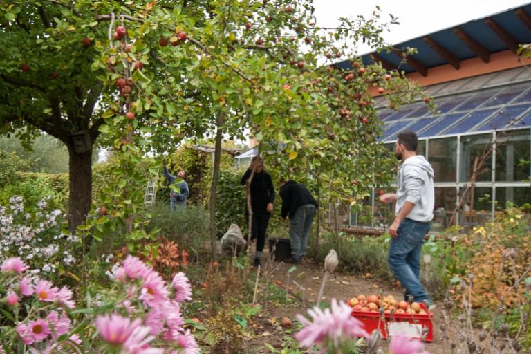 Teilnehmende ernten Äpfel im Wangeliner Garten