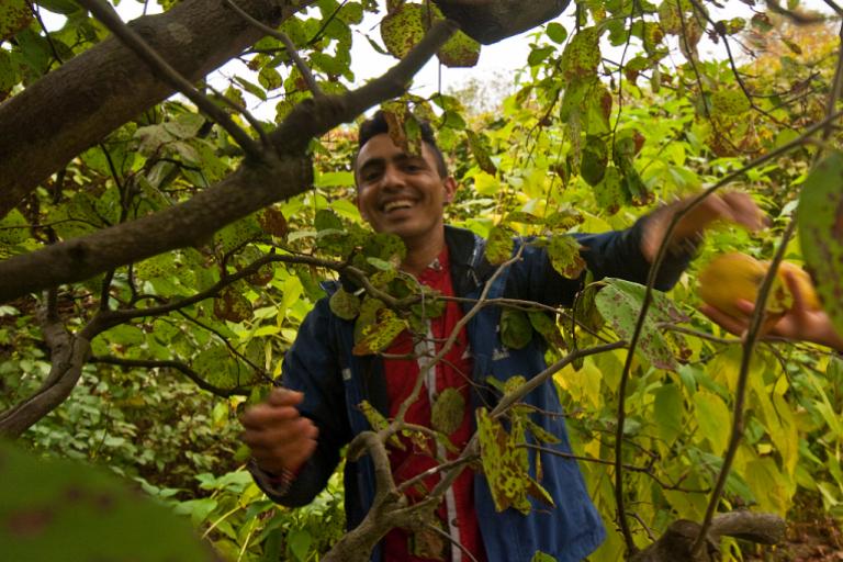 Workcamp Teilnehmer schüttelt einen Baum