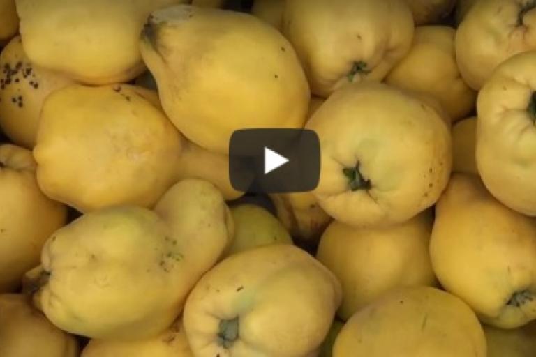 Screenshot des Videos zum Workcamp "Die Obstmanufaktur - Selbstversorgung aus der Streuobstwiese"