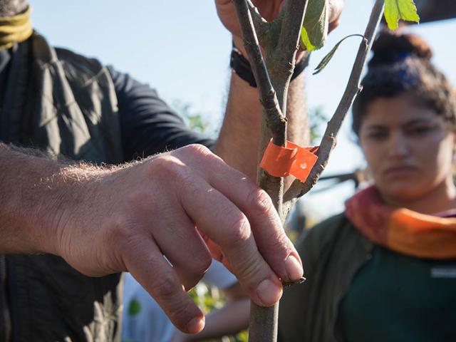 Von der Wiese in die Welt: Obstbaumpflege deluxe Nun lasst uns denn einen Apfelbaum pflanzen