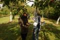 Workcamp-Teilnehmende beim Ernten