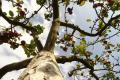 Aufnahme von einem Apfelbaum