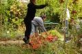 Workcamp-Teilnehmende beim Apfelernten