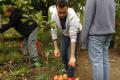Workcamp-Teilnehmende beim Apfelernten