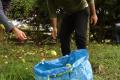 Workcamp-Teilnehmende beim Apfelernten