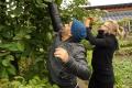 Workcamp-Teilnehmende beim Ernten