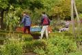 Workcamp-Teilnehmende beim Ernten