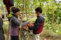 Workcamp-Teilnehmende beim Ernten