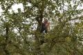 Junger Teilnehmender auf einem Apfelbaum zur Apfelernte. | Foto: Wangeliner Workcamps